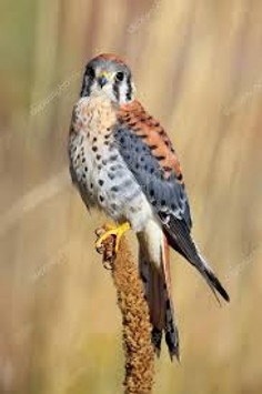 Kerkenez’in dünyası resim: 0