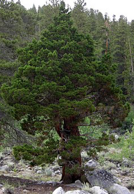 Mörsken İle Hassen resim: 1