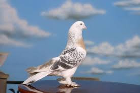 Akıl ve kurnazlık üstüne... resim: 2