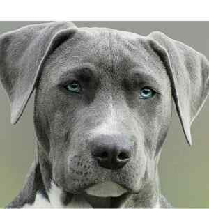 Hayvanlar İnsan Olsaydı… resim: 0