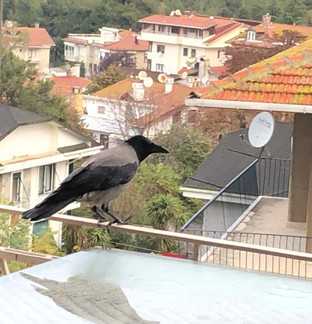 Ada Dostları resim: 2
