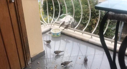 Ada Dostları resim: 0
