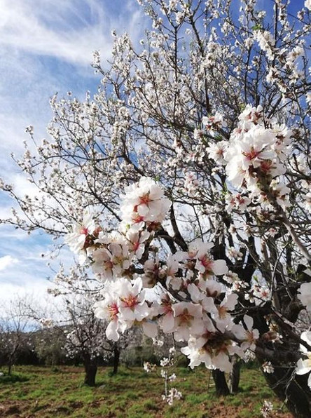 Marzipan, Szentendre ve Knidos resim: 4