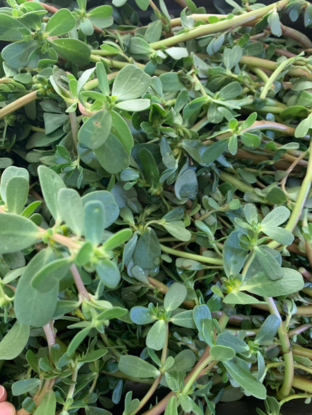 Faydaları saymakla bitmiyor! İşte şef Gülhan Kara'dan en lezzetli semizotu turşusu tarifi resim: 0