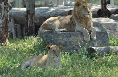 İzmir Doğal Yaşam Parkı resim: 3