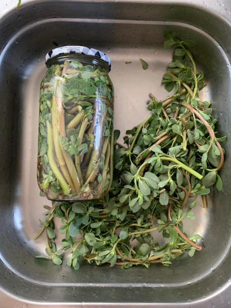 Faydaları saymakla bitmiyor! İşte şef Gülhan Kara'dan en lezzetli semizotu turşusu tarifi resim: 1