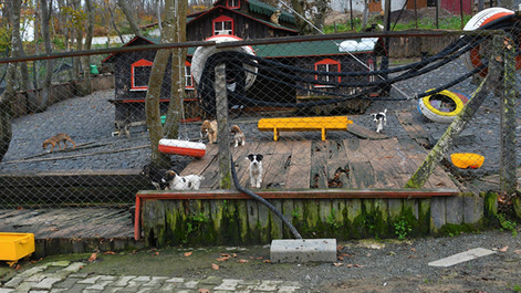 Sokak Hayvanlarına Beş Yıldızlı Otel Konsepti resim: 0