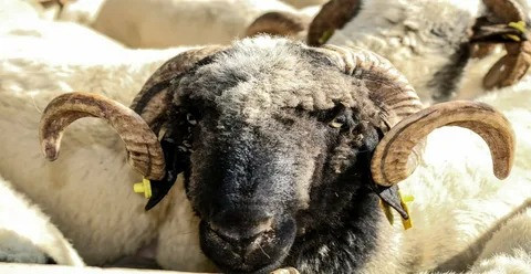 Kurban Kesmenin Maliyeti Sadece Hayvan Fiyatı Değil: Ek Masraflar Dudak Uçuklatıyor! resim: 0
