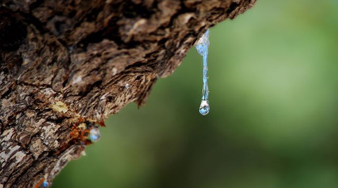 Sakız Ağacının Gözyaşları