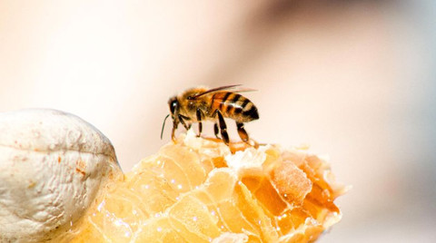 Bal üretimi düşerken bal tüketimi artıyor!