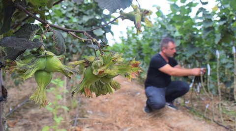 Fındıkta alternatif üretimle verim artışı hedefliyor