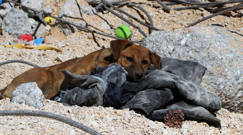 Deprem bölgesindeki sokak hayvanları için 50 ton mama desteği