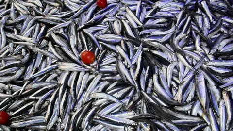 Karadeniz'de Hamsi Şöleni! Balıkçıların Yüzü Gülüyor: Ucuz ve Bol Hamsi Vatandaşı Da Sevindirdi! resim: 1