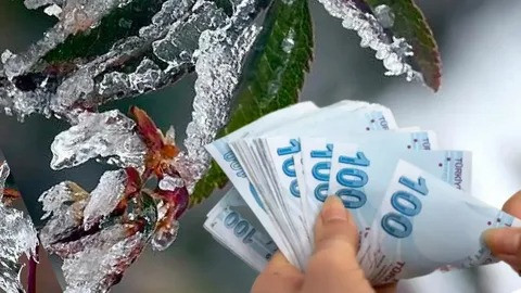 TARIMDA REKOR ÖDEME! Zirai Don ve Kuraklık Vurdu: Üreticilere 33 Milyar Liralık Hasar Ödemesi! resim: 1