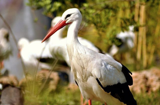 İzmir Doğal Yaşam Parkı resim: 0