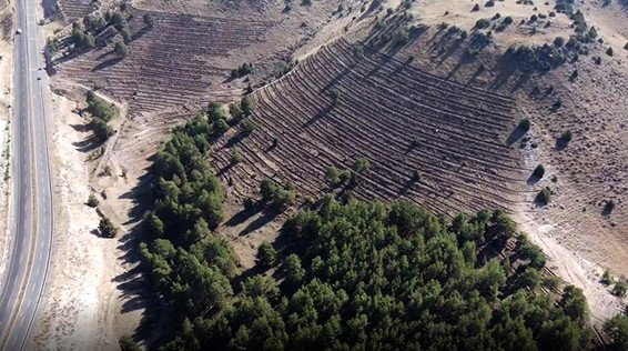 Bal ormanı arıcıların yüzünü güldürecek resim: 0