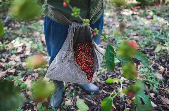 Kahve üretiminde sürdürülebilirlik: Küba kahvesi ormanları koruyor resim: 2