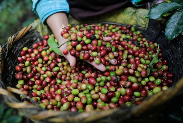 Kahve üretiminde sürdürülebilirlik: Küba kahvesi ormanları koruyor resim: 0