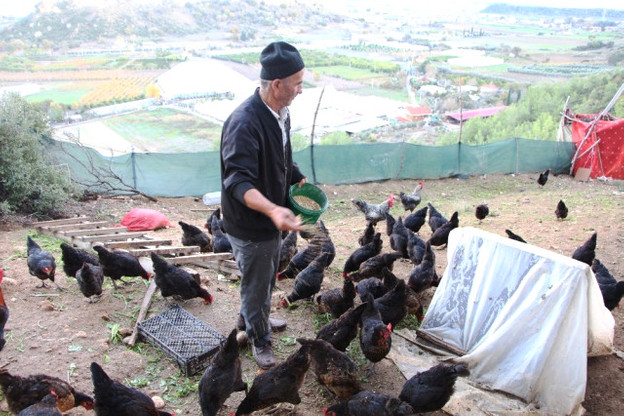 Son 1600 Lirası İle Tavuk Çiftliği Kurdu resim: 0