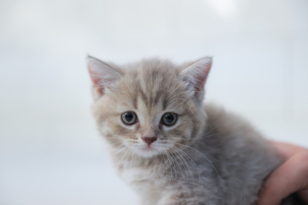 Kedi sahiplenirken karakterine dikkat! resim: 1