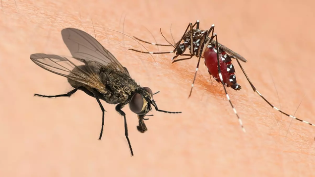 Sivrisinek, Karınca, Böcekleri Anında Uzaklaştıracak Doğal Çözüm! resim: 0