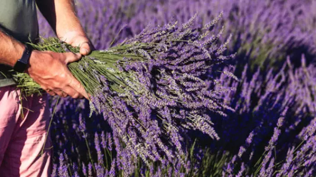 Sivrisinek, Karınca, Böcekleri Anında Uzaklaştıracak Doğal Çözüm! resim: 1