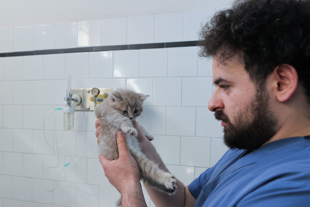 Kedi sahiplenirken karakterine dikkat! resim: 0