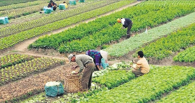 Mevsimlik İşçi Kıdem ve İhbar Tazminatı Alabilir mi? İşte Mevsimlik İşçi Sözleşme Detayları.... resim: 0