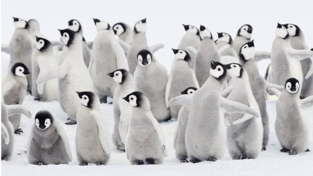 Penguenlerin soyu tükeniyor mu? Onlar için felaketlerin ardı arkası kesilmiyor! resim: 0