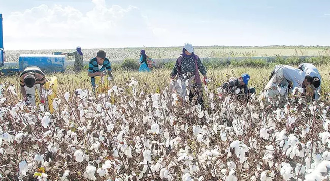 Çukobirlik, pamuk alım fiyatını resmen açıkladı! Pamuk üreticilerinden şok tepki! resim: 0