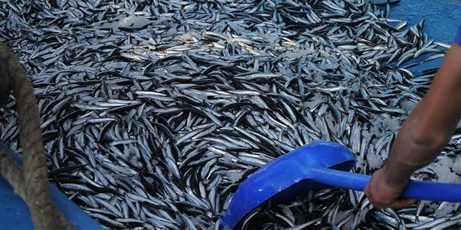 Denizlerde 4,5 Aylık Av Yasağı Başladı: Gırgır ve Trol Yasak, Olta Serbest! resim: 0