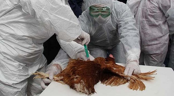 Kuş gribi tarih mi oluyor? Artık tavuk genleri… resim: 0