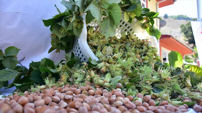 Türkiye fındık ihracatında dev adım attı 572 milyon dolarlık rekor gelir! resim: 0