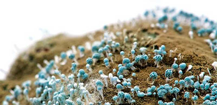 Küflü besin yenir mi? Hangi küflü yiyecekler sağlığa daha zararlı? resim: 0