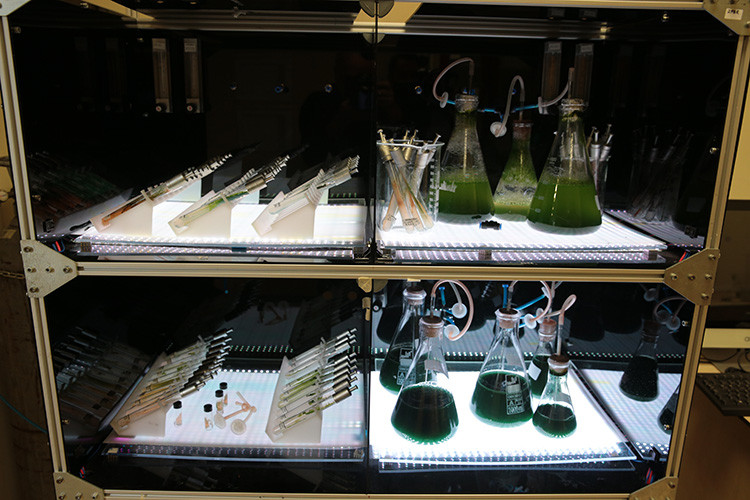 Mürekkep balığı ve alg pigmentlerinden güneş kremi üretilecek resim: 0