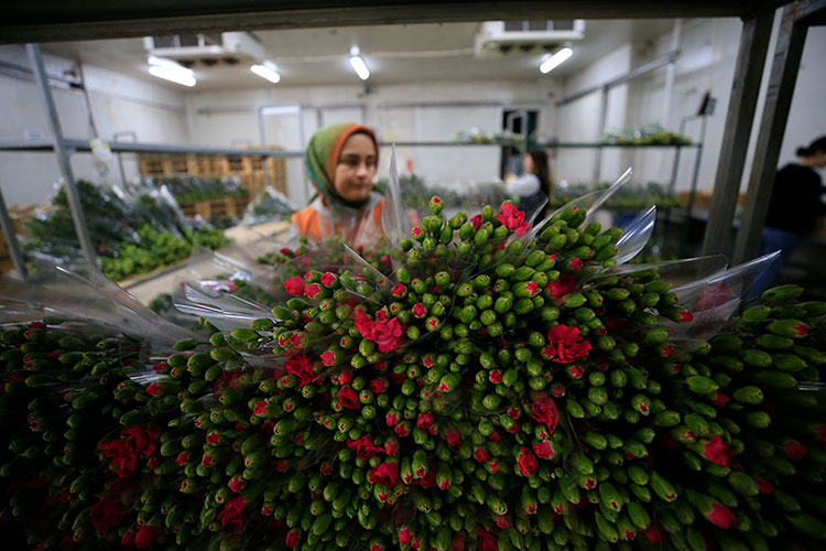 73 ülkeye 140 milyon dolarlık çiçek ihracatı resim: 0