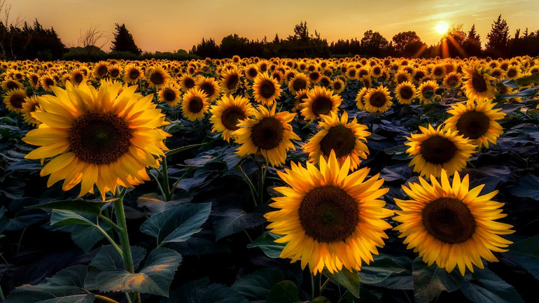 Ayçiçek üreticilerine müjde geldi! Ayçiçek destek ödemelerine yeni düzenleme geliyor. İşte detaylar… resim: 0