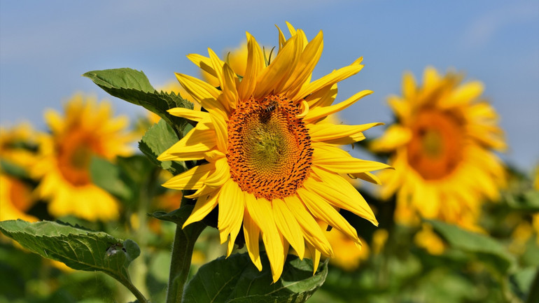 Gölpazarı'nda hasat tamamlandı! 19 bin 800 dekar yağlık, bin 850 dekar ayçiçeği ekimi yapıldı resim: 0