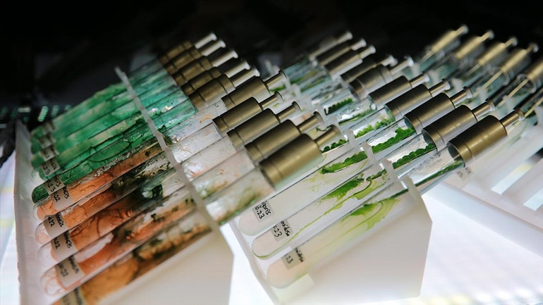 Mürekkep balığı ve alg pigmentlerinden güneş kremi üretilecek resim: 1