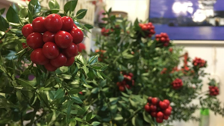 Yılbaşının vazgeçilmezi kokina çiçeklerine ilgi büyük! Fiyatlar yükselecek resim: 0