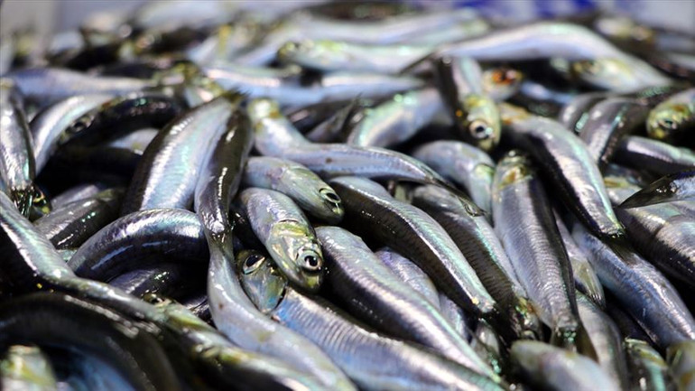 Balık fiyatlarında düşüş! Hamsinin kilosu ne kadar oldu? resim: 0