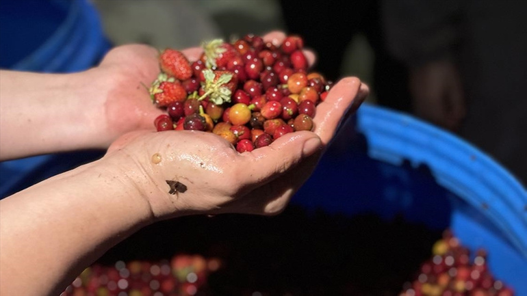 Türk iş insanları, Etiyopya'da fermente kahvelerle fark yaratıyor resim: 0