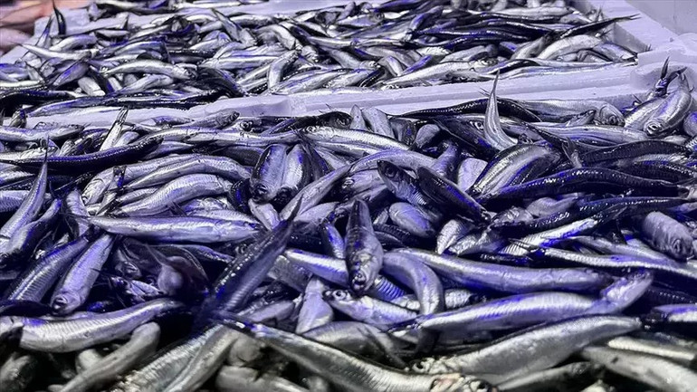 Karadeniz'de Hamsi Şöleni! Balıkçıların Yüzü Gülüyor: Ucuz ve Bol Hamsi Vatandaşı Da Sevindirdi! resim: 0