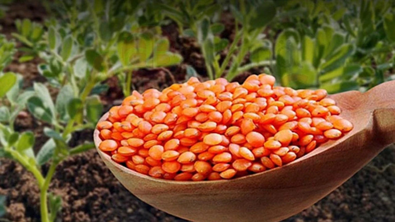 Tarım ve Orman Bakanlığı Duyurdu: Dekar Başına 744 TL Destek Müjdesi! resim: 0