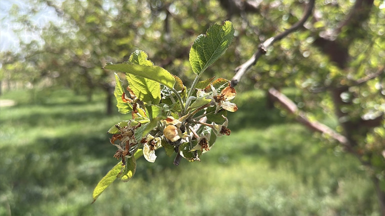 TARIMDA REKOR ÖDEME! Zirai Don ve Kuraklık Vurdu: Üreticilere 33 Milyar Liralık Hasar Ödemesi! resim: 0