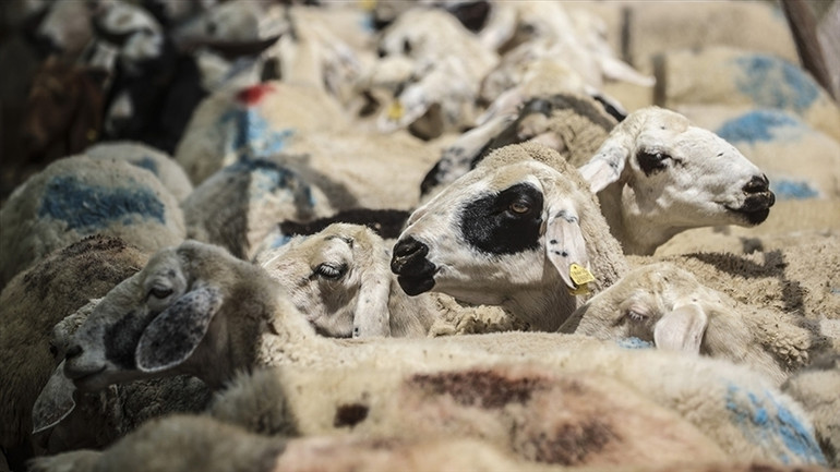 2026 Kurban Bayramı Ne Zaman? Tatil Kaç Gün Olacak? İşte Beklenen Tarihler! resim: 0