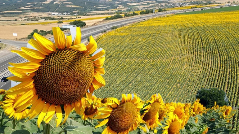Ayçiçeği Yağı Dünya Mutfağını Fethetti! İhracatta Yüzde 17,2’lik Rekor Artış… resim: 0