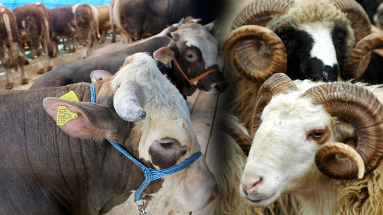 Üreticiye Müjde: Elde Kalan Kurbanlıkları Et ve Süt Kurumu Satın Alacak! resim: 2