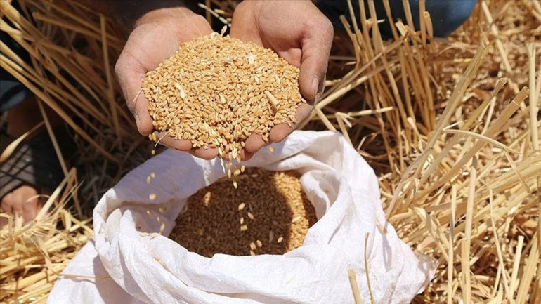  Buğday ve Arpa Alım Fiyatları Açıklandı mı, Ne Zaman Açıklanacak? Çiftçinin Gözü TMO’da! resim: 2