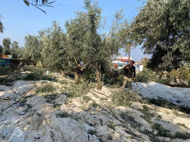 Üreticinin Yüzü Güldü: Rekolte Düşük Ama Kalite ve Fiyatlar Zirvede! resim: 1